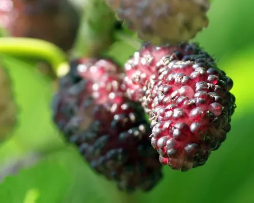 Dwarf Everbearing Mulberry Plant Plug 4-8 in Edible Fruit Tree