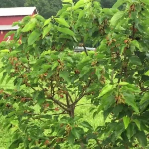 Dwarf Everbearing Mulberry Plant Plug 4-8 in Edible Fruit Tree