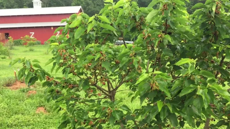 Dwarf Everbearing Mulberry Plant Plug 4-8 in Edible Fruit Tree