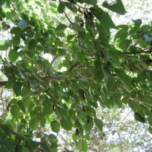 Dwarf Everbearing Mulberry Tree -Mulberry Tree Live Plant - Live Plant - Morus Nigra - 6-7 inches