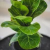 Dwarf Fiddle Leaf Fig Plant - 4 Inch Pot - Indoor Houseplant