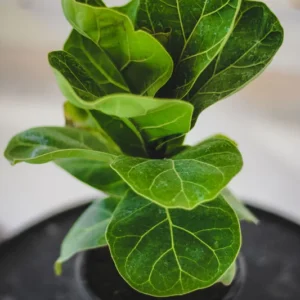 Dwarf Fiddle Leaf Fig Plant - 4 Inch Pot - Indoor Houseplant