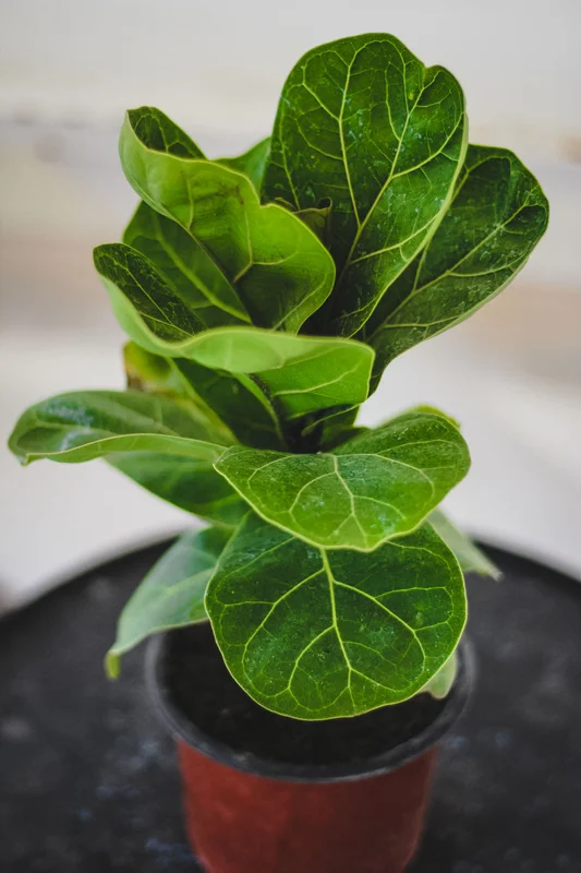 Dwarf Fiddle Leaf Fig Plant - 4 Inch Pot - Indoor Houseplant