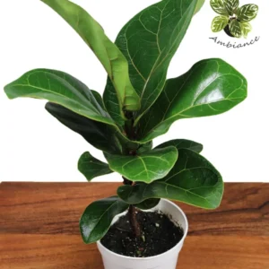 Dwarf Fiddle Leaf Fig Plant - 4 Inch Pot - Indoor Houseplant