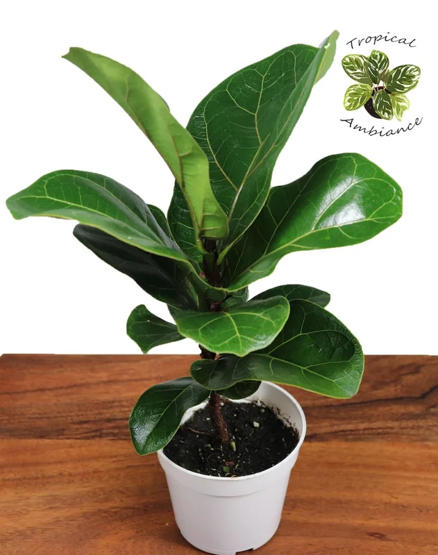 Dwarf Fiddle Leaf Fig Plant - 4 Inch Pot - Indoor Houseplant