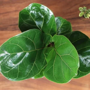 Dwarf Fiddle Leaf Fig Plant - 4 Inch Pot - Indoor Houseplant