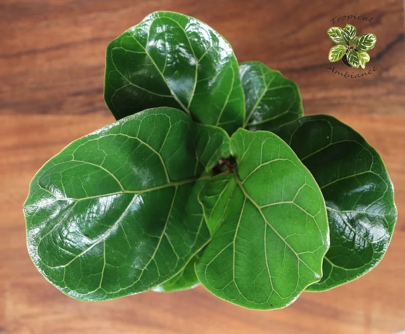 Dwarf Fiddle Leaf Fig Plant - 4 Inch Pot - Indoor Houseplant
