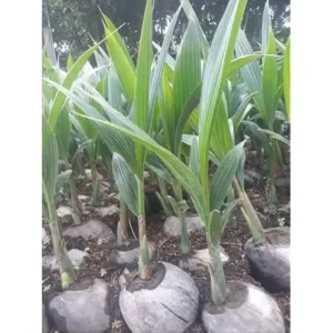 Dwarf Green Malayan Coconut Seedling 2-3ft Green Coconut Plant for Planting