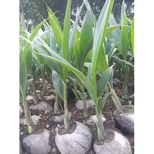 Dwarf Green Malayan Coconut Seedling 2-3ft Green Coconut Plant for Planting