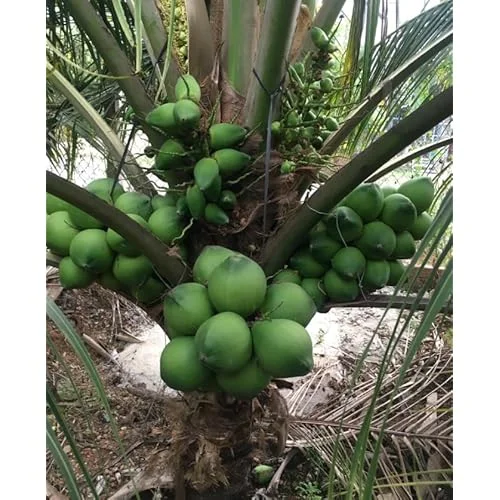 Dwarf Green Malayan Coconut Seedling 2-3ft Green Coconut Plant for Planting