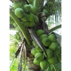 Dwarf Green Malayan Coconut Seedling 2-3ft Green Coconut Plant for Planting