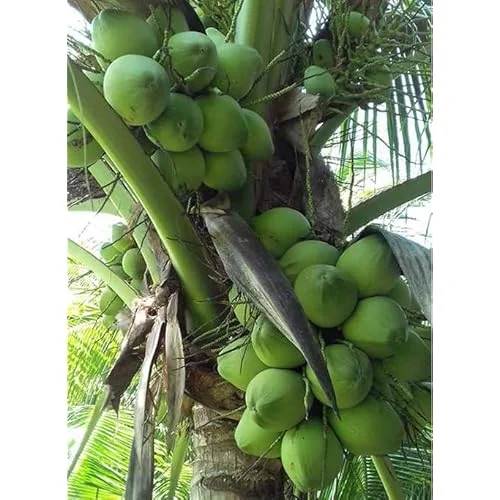 Dwarf Green Malayan Coconut Seedling 2-3ft Green Coconut Plant for Planting