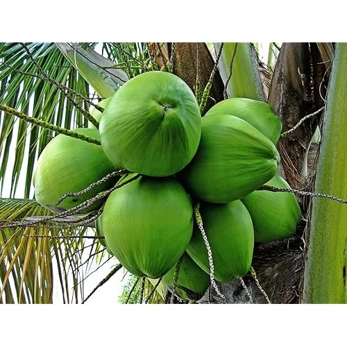 Dwarf Green Malayan Coconut Seedling 6-8" Tall - Green Coconut Plant