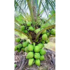 Dwarf Green Malayan Coconut Seedling 6-8