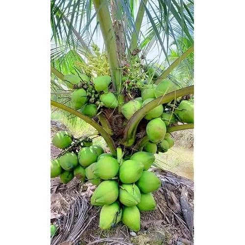 Dwarf Green Malayan Coconut Seedling 6-8" Tall - Green Coconut Plant