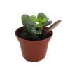 Dwarf Jade Plant – Crassula ovata minor Succulent in 2.5 Inch Pot