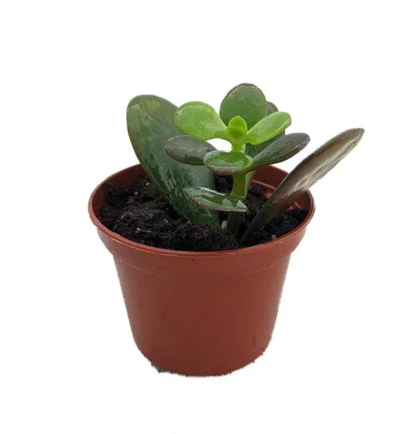 Dwarf Jade Plant – Crassula ovata minor Succulent in 2.5 Inch Pot