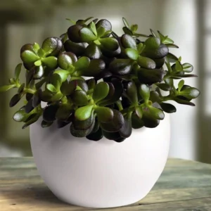 Dwarf Jade Plant – Crassula ovata minor Succulent in 2.5 Inch Pot