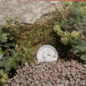 Dwarf Lady’s Mantle Perennial - Alchemilla Plant 2.5