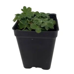 Dwarf Lady’s Mantle Perennial - Alchemilla Plant 2.5