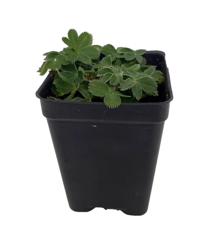Dwarf Lady’s Mantle Perennial - Alchemilla Plant 2.5" Pot for Fairy Gardens