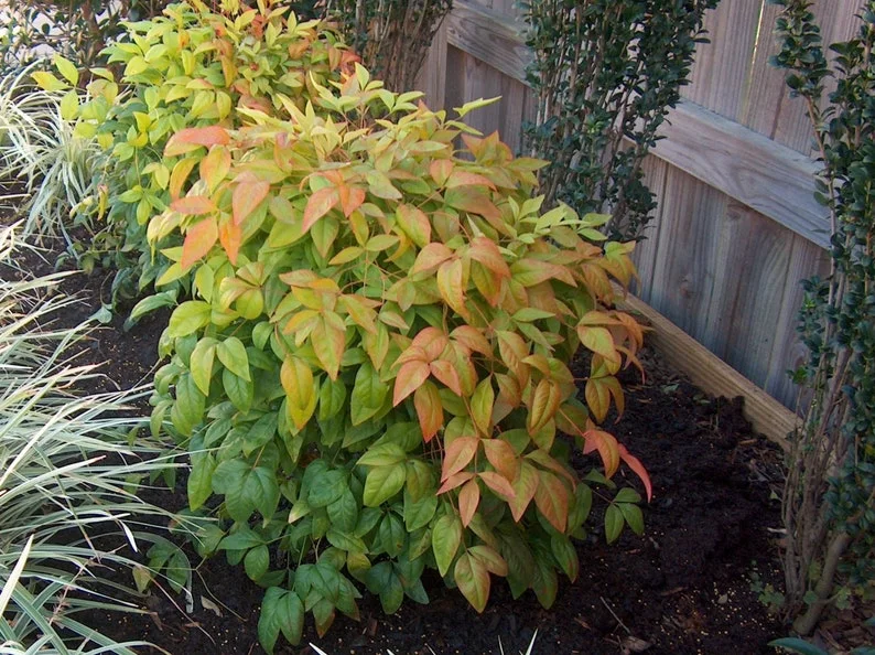Dwarf Nandina - Compact Ornamental Shrub - 2.5” Pot