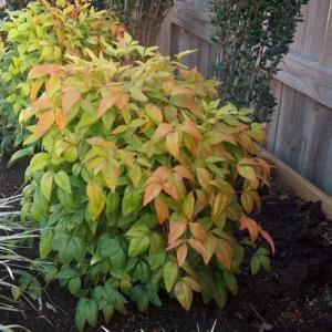 Dwarf Nandina – Starter Plant – 2.5” Pot – Hardy Ornamental Shrub
