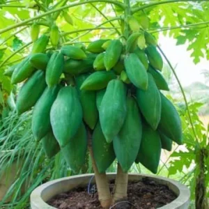 Dwarf Papaya Live Plant - Yellow Papaya Tree - Carica Papaya Tree -10-16 Inch Plant in Half Gallon Pot