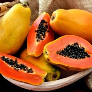 Dwarf Papaya Live Plant - Yellow Papaya Tree - Carica Papaya Tree -10-16 Inch Plant in Half Gallon Pot