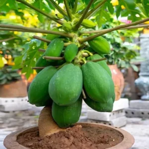 Dwarf Papaya Live Plant - Yellow Papaya Tree - Carica Papaya Tree -10-16 Inch Plant in Half Gallon Pot