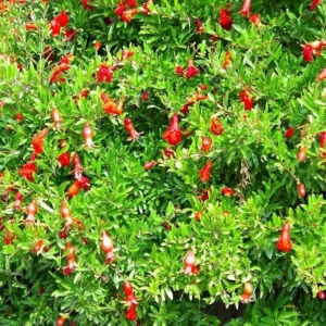 Dwarf Pomegranate Plant - Punica Shrub for Bonsai or Indoor/Outdoor, 2.5