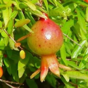 Dwarf Pomegranate Plant - Punica Shrub for Bonsai or Indoor/Outdoor, 2.5