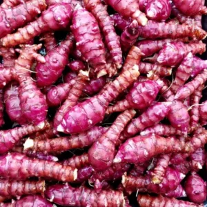 Dwarf Red Jerusalem Artichoke Sunchoke - 10 Organic Tubers Helianthus tuberosus