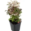 Dwarf Snowbush Breynia nivosa - 2.5" Pot Tropical Indoor House Plant