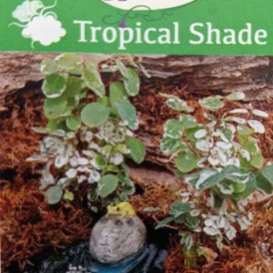 Dwarf Snowbush Breynia nivosa - 2.5