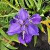 Dwarf Walking Iris – 4-Inch Pot - Purple Flowers - Live Plant