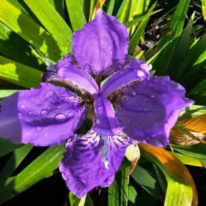 Dwarf Walking Iris – 4-Inch Pot - Purple Flowers - Live Plant