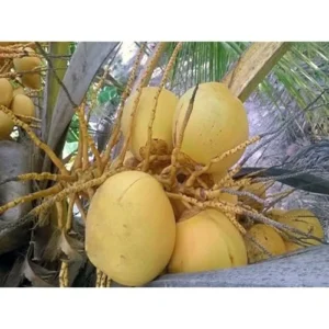Dwarf Yellow Malayan Coconut Seedling 6-8" - Yellow Coconut Plant for Planting