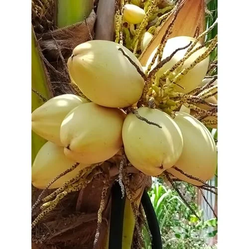 Dwarf Yellow Malayan Coconut Seedling 6-8" - Yellow Coconut Plant for Planting