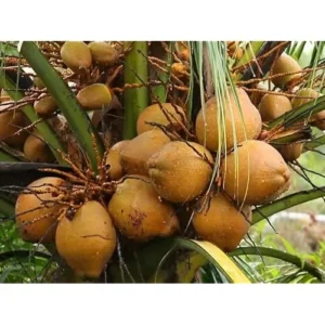 Dwarf Yellow Malayan Coconut Seedling 6-8