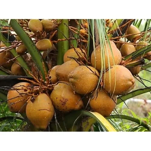 Dwarf Yellow Malayan Coconut Seedling 6-8" - Yellow Coconut Plant for Planting