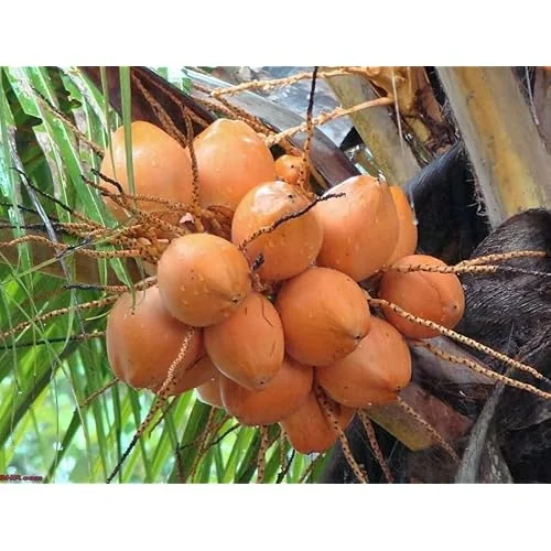 Dwarf Yellow Malayan Coconut Seedling 6-8" - Yellow Coconut Plant for Planting