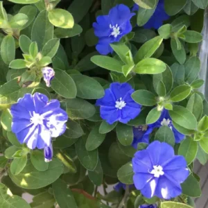 Live Blue Daze Evolvulus Plants – Blue Daze Ground Cover (3)