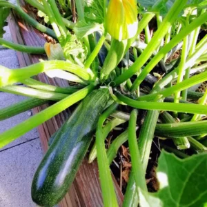 2 Green Zucchini Live Plants in 4"Pot for Planting Indoor Outdoor Home Garden