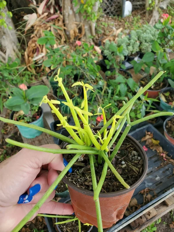 EUPHORBIA TIRUCALLI Pencil Cactus Succulent Plant 4” Pot