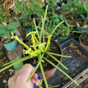 EUPHORBIA TIRUCALLI Pencil Cactus Succulent Plant 4” Pot