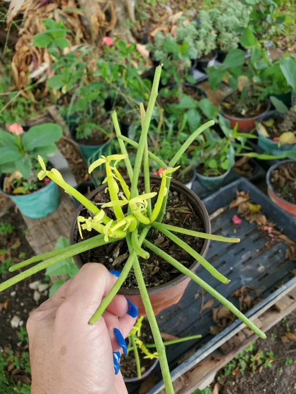 EUPHORBIA TIRUCALLI Pencil Cactus Succulent Plant 4” Pot