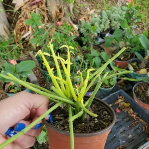 EUPHORBIA TIRUCALLI Pencil Cactus Succulent Plant 4” Pot