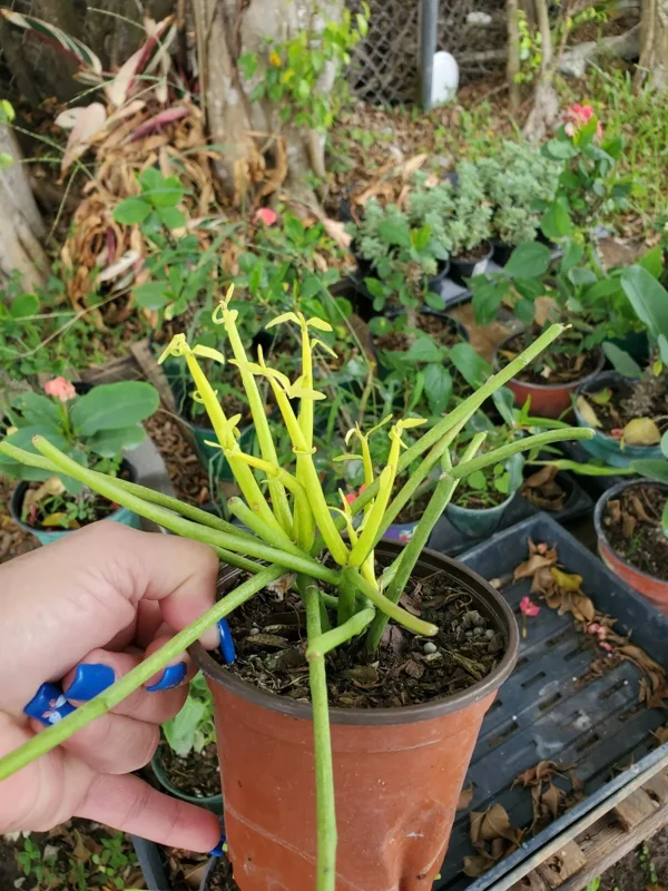 EUPHORBIA TIRUCALLI Pencil Cactus Succulent Plant 4” Pot