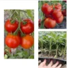 Early Girl Tomato Plants - 4 to 6 Inch Tall, Red Tomatoes